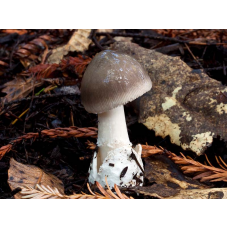 Мицелий Поплавка серого / Толкачик серый (Amanita vaginata) Мицелий Поплавка серого / Толкачик серый (Amanita vaginata)